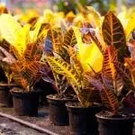Дізнайтеся про важливі етапи підготовки кімнатної гортензії до зими, щоб отримати пишну красуню підготовки