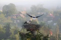 вършете вършете