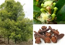 сурово Syzygium aromaticum