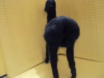 конячки