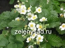 ключът