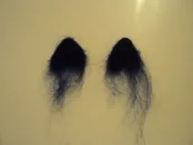 конячки