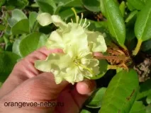 Чудовий Вачкажець, помаранчеве небо дуже