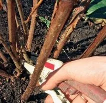 Дізнайтеся про важливі етапи підготовки кімнатної гортензії до зими, щоб отримати пишну красуню важливі