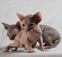 котки направи
