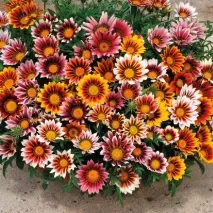 gazania цветна градина