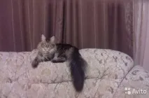всички ваксинации животни