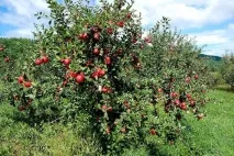 забележителности осетия