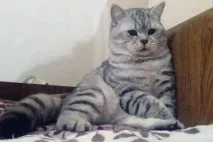 чифтосване чифтосване