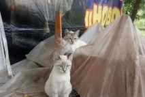 чифтосване котки