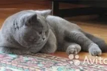краснодар котки