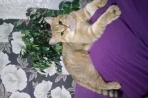 краснодар котки