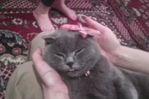 котки чифтосване