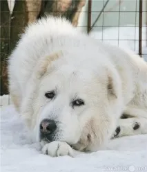 животни чифтосване