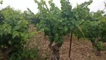 сардинія
