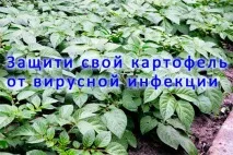 картофите картофите