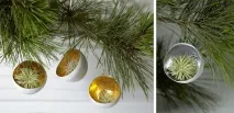 Chrys 2012 градина