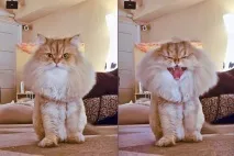 angry colonel