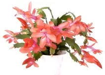 zygocactus zygocactus