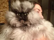 colonel angry