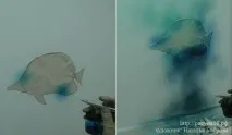 аерография риби