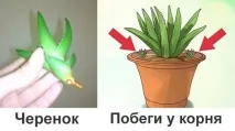 Алое турбота та догляд за квітковим лікарем турбота