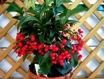 ardisia грижи
