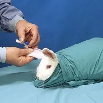 заек заек