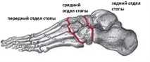 анатомия снимки