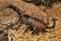 Азіатський лісовий скорпіон (Heterometrus longimanus) - EXOLIFE, Все про рептилії скорпіон