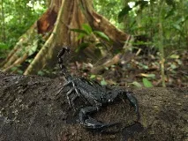 Азіатський лісовий скорпіон (Heterometrus longimanus) - EXOLIFE, Все про рептилії скорпіон
