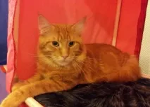 Кішки, коти та кошенята, а також все, що з ними пов’язано коти