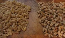 Відокремлювати кукіль від пшениці значення - Радіо ВІРА кукіль