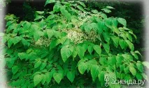 Особливості вирощування аралії особливості