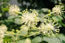 Особливості вирощування аралії саду