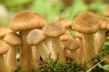 Отруєння опеньками симптоми через який час, перша допомога, лікування опеньками