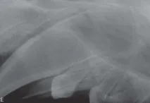 млечния куче характеристики