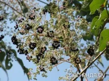 Особливості вирощування аралії саду