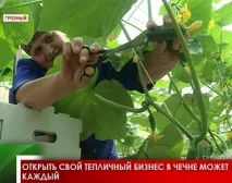 Відкрити свій тепличний бізнес у Чечні може кожен чечні