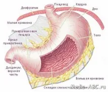 особености чревна анастомоза