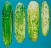мана краставиците лечение