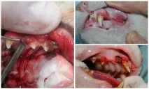 котки венците