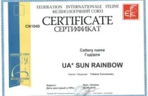 British RainbowUA - розплідник британських кішок у Києві rainbowua