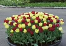 Велика клумба безперервного цвітіння як створити гарний квітник своїми руками безперервного