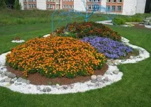 Велика клумба безперервного цвітіння як створити гарний квітник своїми руками цвітіння