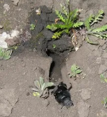 Боротьба з жуком-стригуном, Домогосподарка потім