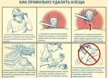Чорний кліщ чим небезпечний для людини людини