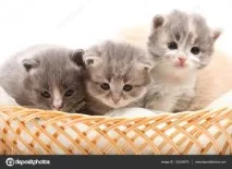 Чим годувати кота щоб не було запаху, Наші кішки та собаки кота