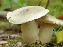 Що можна приготувати з гриба-пісочника? приготувати