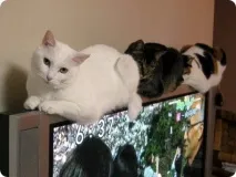 когато какво